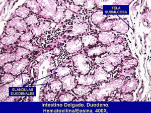 Tubodigestivo3