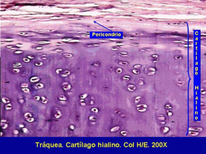 cartilagohueso