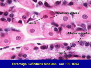 citoplasma