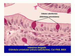 glandulas