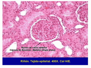 membrana