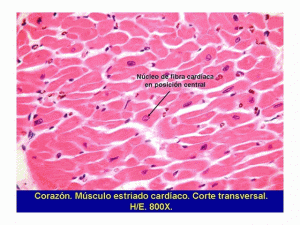 muscularotro