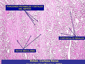renal