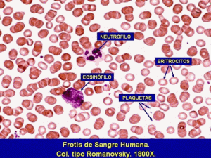 sangre