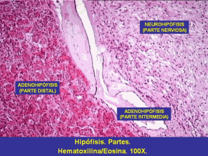 sistemaendocrino